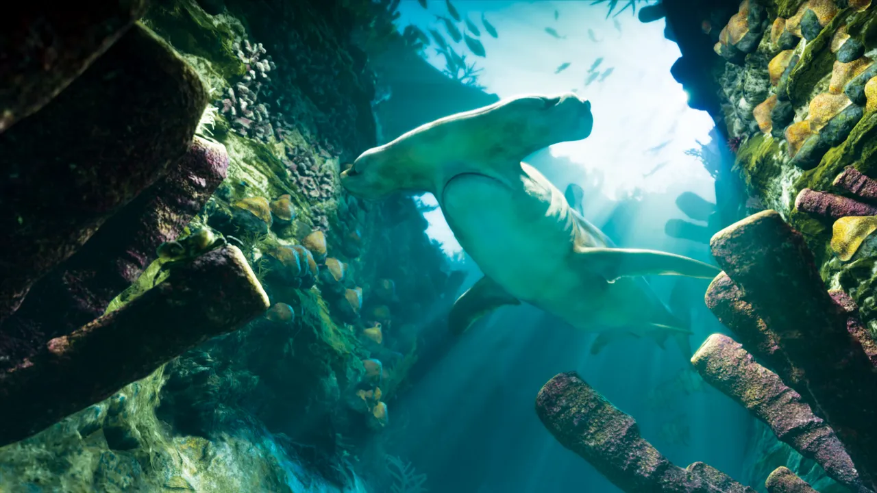 A hammerhead shark swimming through a coral passage underwater
